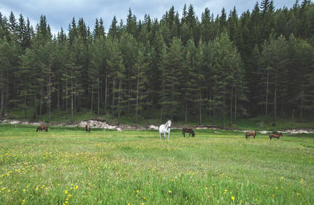 Horses in forest on green meadowの写真素材
