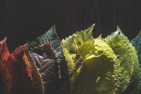 Autumn leaves on dark background. Multicolorの写真素材
