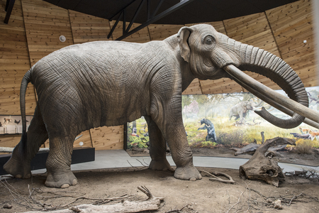 Model of mastodon in real stature.の写真素材