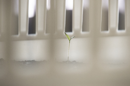 Shortly sprouting potted plant. White potの写真素材