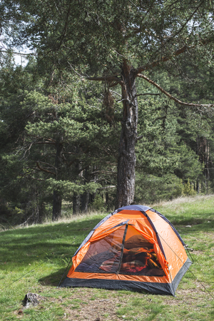 Orange tent in a pine forest. Sunlightの写真素材