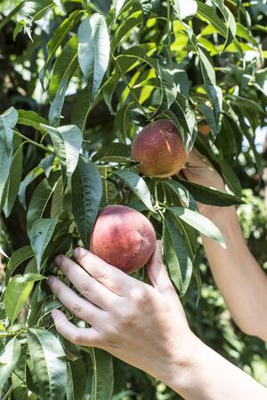 Woman hold basket with peaches in orchard.の写真素材