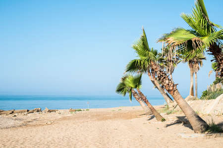 Palm tree on the beach. Sea and blue sky.の写真素材