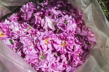 Sack of dialed color of oilseed rose.の写真素材