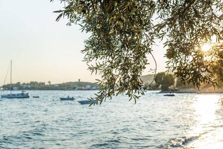 Olive trees, sea and sunset.