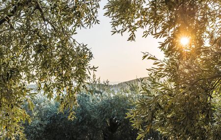 Olive trees, sea and sunset.の写真素材