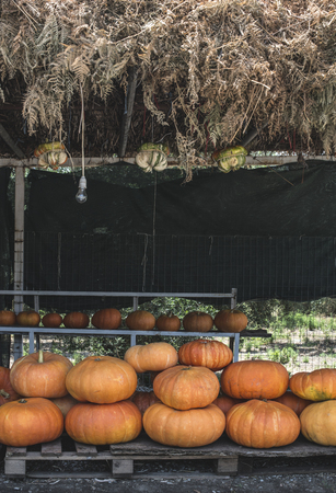 Pumpkins on the market.の写真素材