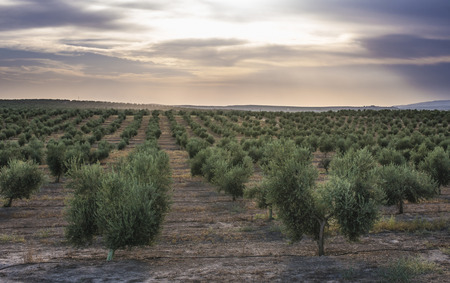 Olive trees at sunset. Sun raysの写真素材