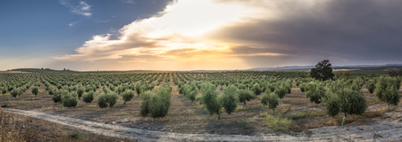 Olive trees at sunset. Sun raysの写真素材