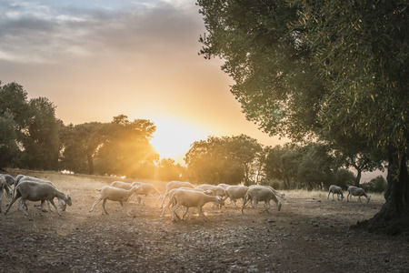Flock of sheep at sunset in the mountainの写真素材