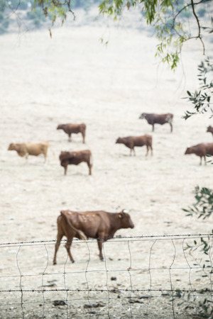 Cows on dairy farm. Brown cows behind fenceの写真素材