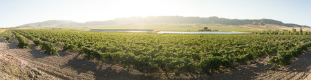 Vineyards at sunset and irrigation canal.の写真素材
