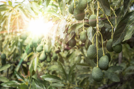 Avocado on a branch. Laden with fruit