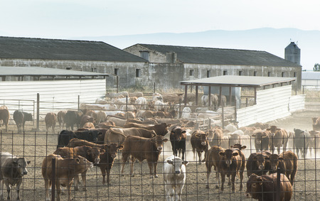 Bulls in a farm. Buildings and fencesのeditorial素材
