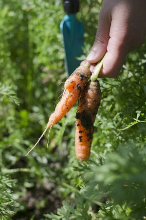 Woman harvest carrots in the gardenの写真素材