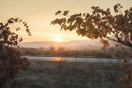 Autumn vine leaves. Sunrise and yellow vine leaves. Sunbeamsの写真素材