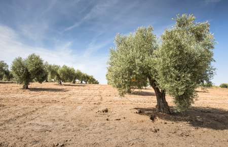 Olive plantation with many trees.の写真素材