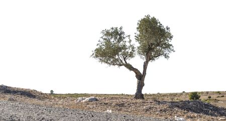 Isolated olive tree. Low poinf of viewの写真素材