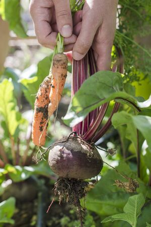 Woman harvest carrots and beetroot in the gardenの写真素材