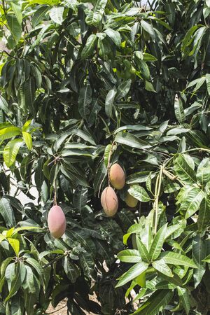 Mangoes on branch. Close up