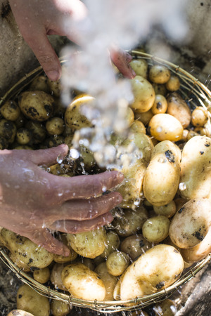 Washing freshly harvested potatoes. Autdoor sunlightの写真素材