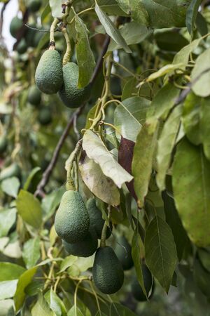 Avocado on a branch. Laden with fruit