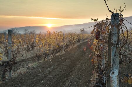 Vineyards on sunrise. Autumn vineyards in the morning. Sunbeamsの写真素材