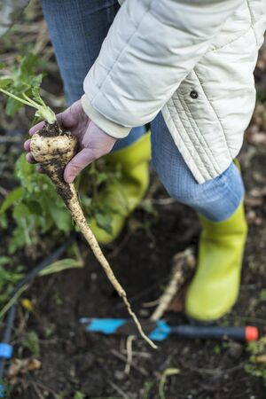 Close up parsnips in the garden. Woman pulls out parsnips. の写真素材