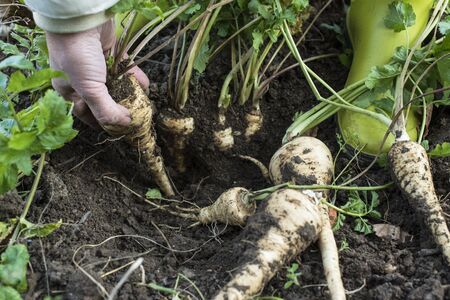 Close up parsnips in the garden. Woman pulls out parsnips. の写真素材