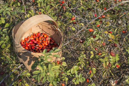 Rosehip in a basket in natureの写真素材