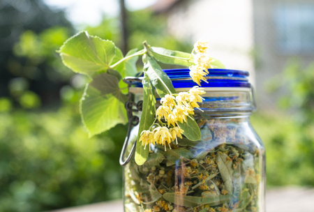 Jar with Linden blossom. Wooden table in the garden. Linden blossom benchの写真素材