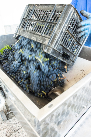 Grape crushing machine in a winery. 