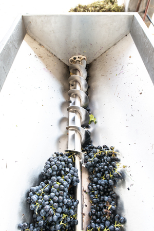 Grape crushing machine in a winery.