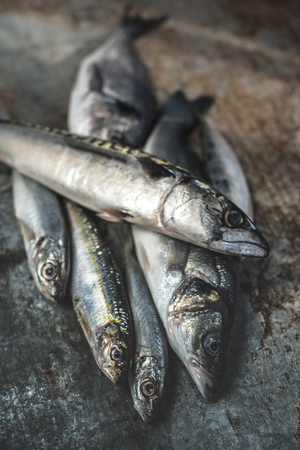Raw fish. Sea bream, sea bass, mackerel and sardines on dark metal background. Lemon and herbs near the fishes. Natural light. Close-up shot.の写真素材