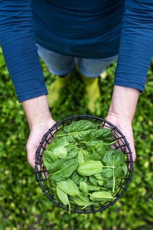 Woman picking spinach in organic farm. Bio vegetable food concept. Home garden.の写真素材