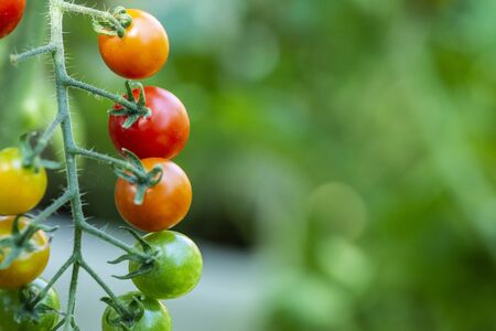 Cherry tomatoes in small organic farm.の写真素材
