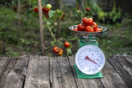 Tomatoes on scales in home organic garden. Measure tomatoes weight in the farm.の写真素材