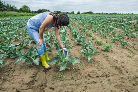 Woman use digital soil meter in the soil. Cabbage plants. Sunny day. Plant care in agriculture...