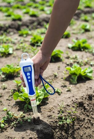 Woman use digital soil meter in the soil. Lettuce plants. Sunny day. Plant care in agriculture...