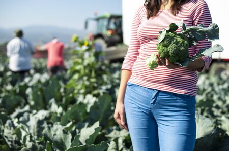 Worker shows broccoli on plantation. Picking broccoli. Tractor and automated platform in broccoli big garden. Sunny day. Woman hold broccoli head.の写真素材
