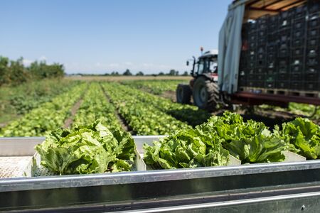 Tractor with production line for harvest lettuce automatically. Lettuce iceberg picking machine on...