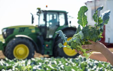 Worker shows broccoli on plantation. Picking broccoli. Tractor and automated platform in broccoli big garden. Sunny day. Woman hold broccoli head.の写真素材