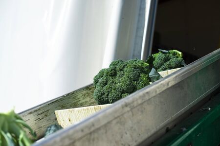 Harvest broccoli in farm with tractor and conveyor. Workers picking broccoli in the field. Concept...