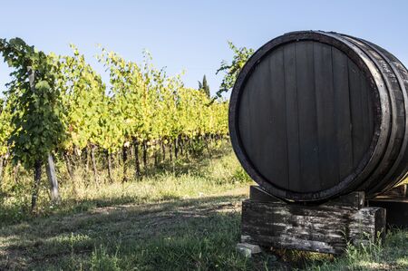 Vine valley, vineyards in rows on hill in Italy. An old wine barrel in the foregroundの写真素材