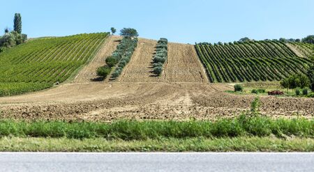 Olive trees in rows and vineyards in Italy. Olive and wine farm. Tilled ground soil. Agriculture...
