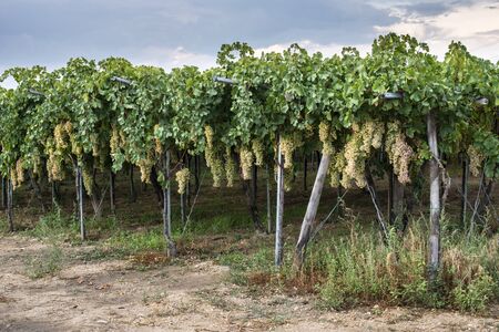 Dessert white grapes. Variety of grapes for eating. Fuit foodの写真素材