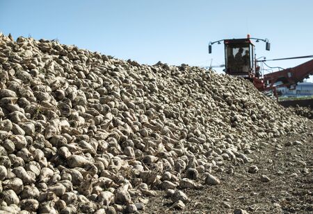 Machine harvest sugarbeet. Heap sugar beet in farm.