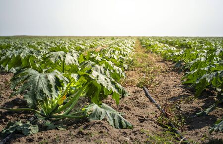 Zucchini in the field. Growing zucchini in rows. Sunny day. の写真素材
