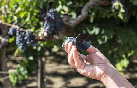Farmer measures the sugar content of the grapes with refractometer. Device for measuring sugar in grape. Red grapes.の写真素材