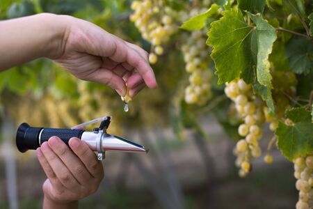 Farmer measure grape sweetness with refractometer. Sweet dessert grapes. Sunlight on grapes for eat....